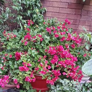 Meet your Posher, Luz